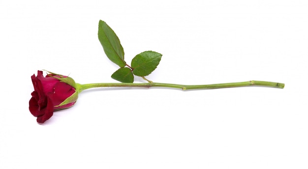 Zdjęcie różany kwiat odizolowywał studio strzelającego na bielu