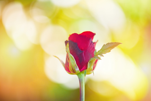 Różany kwiat Zamyka w górę pięknych czerwonych róż na naturze zamazuje tło valentines dzień i miłości pojęcie