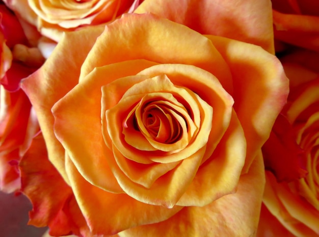 Zdjęcie różany pomarańczowy tło