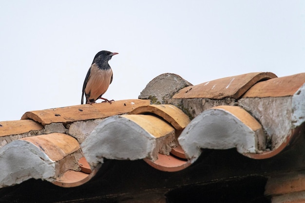 Różany szpak (Sturnus roseus) Malaga, Hiszpania