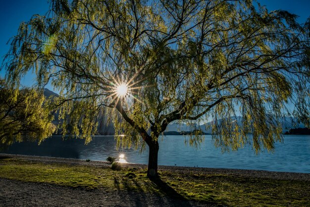 Rozbłysk słońca nad jeziorem Wanaka w wierzbach