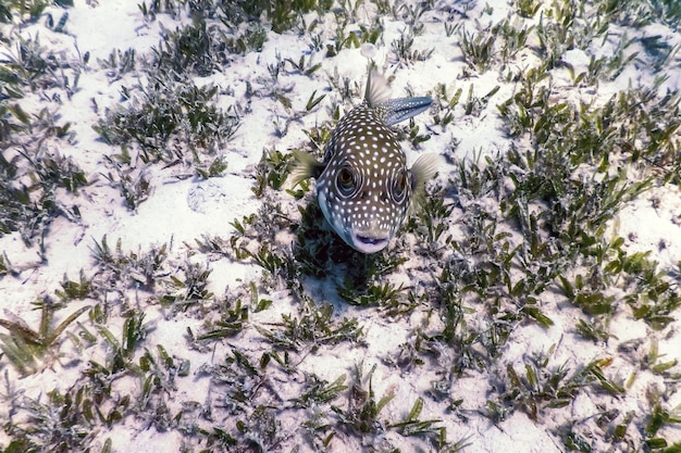 Rozdymka cętkowana Podwodne (Arothron hispidus) Życie morskie