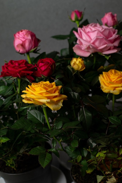 róże domowe różowe, żółto-czerwone w doniczkach