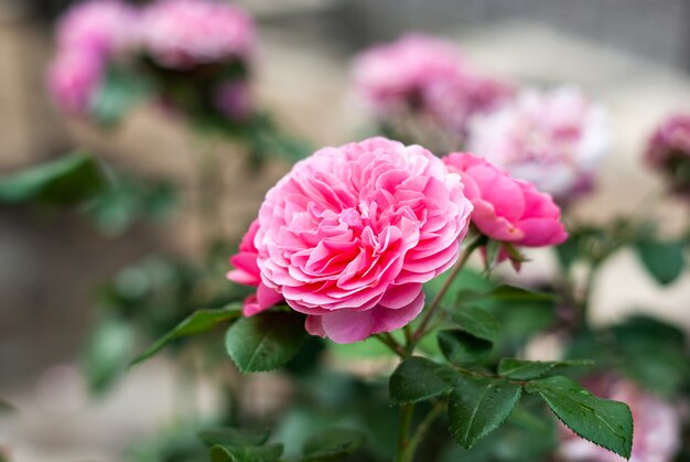 Róże Elodie Gossuin, wprowadzone przez firmę Guillot we Francji, są niezwykle zdrowe, wytwarzają bardzo pełne, pomarszczone płatki w kolorze głębokiego różu.
