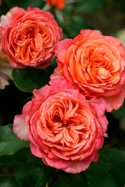 Róże Róża Rosa Albrecht Duerer