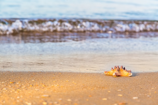 Zdjęcie rozgwiazda na mokrym piasku na plaży