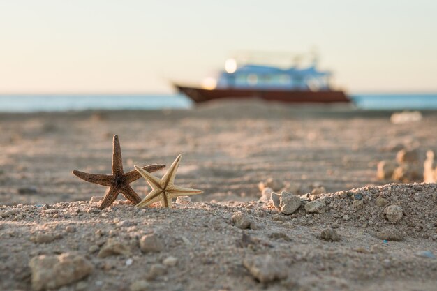 Rozgwiazda na plaży nad Morzem Czerwonym letnie wakacje Tropikalna przyroda Koncepcja Seascape dla pocztówki lub biura podróży z miejscem na kopię