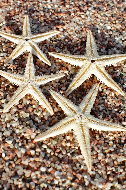 Rozgwiazda Na Plaży. Piaszczysta Plaża Z Falami. Koncepcja Wakacji Letnich.