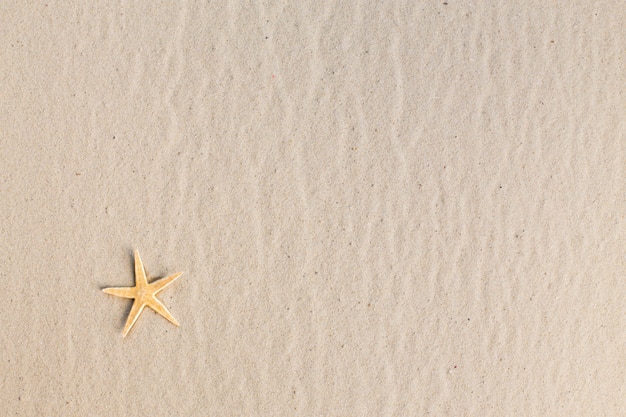 Rozgwiazda na plaży