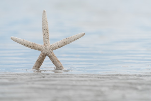 Rozgwiazda stojak na plaży z błękitnym zamazanym morzem