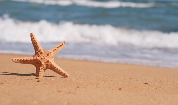 Rozgwiazda w piasku na plaży