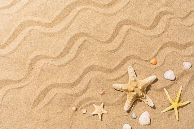 Rozgwiazdy i inne muszle na piasku z letnim tłem przestrzeni kopii