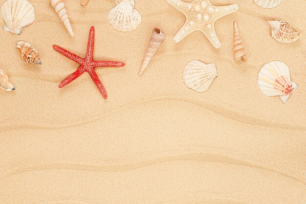 Rozgwiazdy i muszle na piasku
