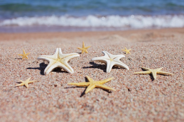 Rozgwiazdy na piaszczystej plaży podczas letnich wakacji