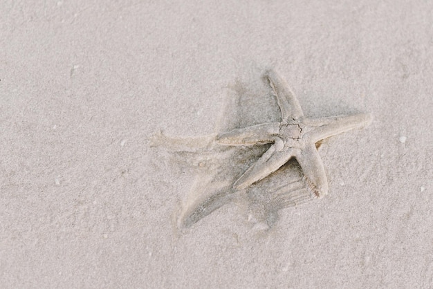 Zdjęcie rozgwiazdy poruszające się po piaszczystej plaży widok z góry