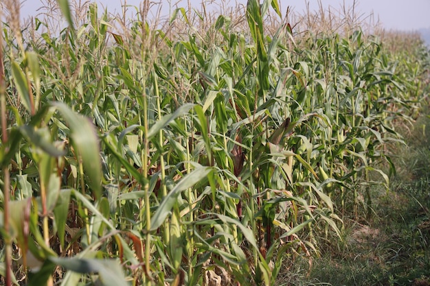 Rozkwitające plantacje zielonej kukurydzy