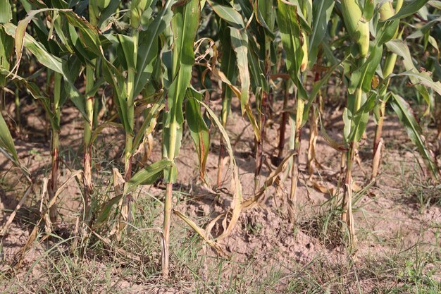 Zdjęcie rozkwitające plantacje zielonej kukurydzy