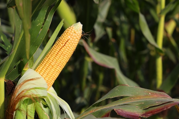 Zdjęcie rozkwitające plantacje zielonej kukurydzy