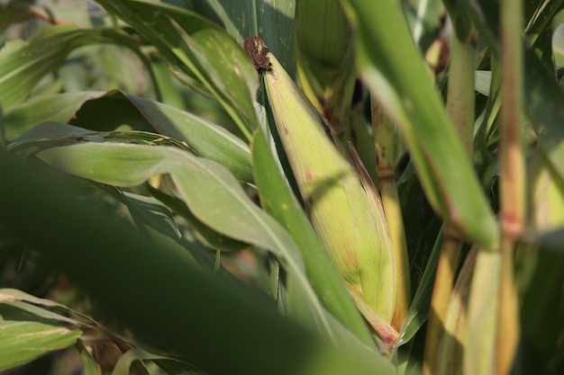 Rozkwitające plantacje zielonej kukurydzy