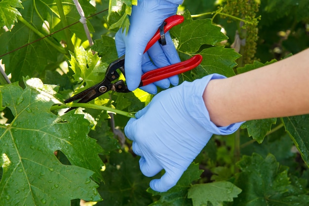 Rozładunek krzewów winogronowych Famer usuwanie nadmiaru liści winogron w winnicy latem Pielęgnacja sezonowa