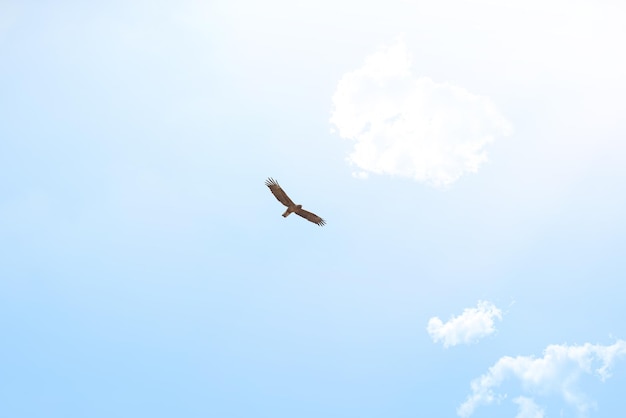 Rozłóż skrzydła i lataj Ujęcie z niskiego kąta orła szybującego wysoko nad równinami Afryki
