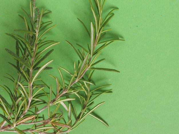 Rozmaryn Rosmarinus roślina na zielono z miejscem na kopię