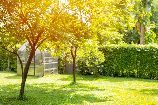 rozmycie trawnik ogród przydomowy zielony park drzewo na zewnątrz na tle przyrody