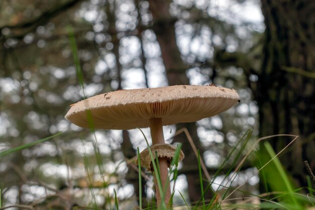 Rozmyte tło grzybowy parasol w ciemnym lesie