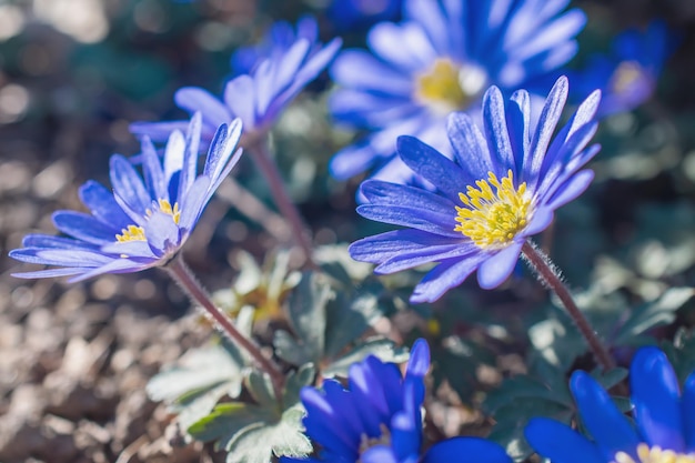 Rozmyty niebieski kwiat kwitnący anemon