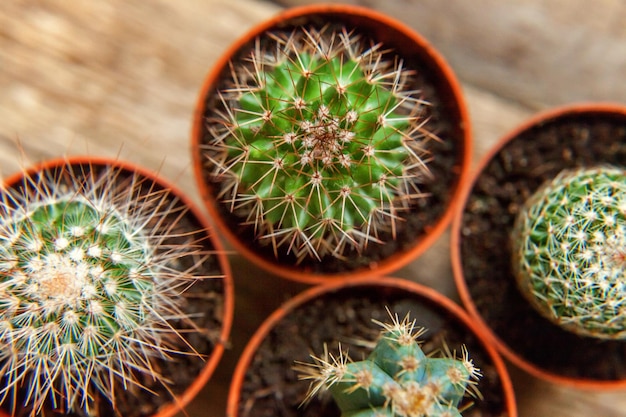 Różna roślina kaktusowa na drewnianym tle Dekoracja domu na koncepcji hobby w skandynawskim stylu kwiaciarstwa houseplant