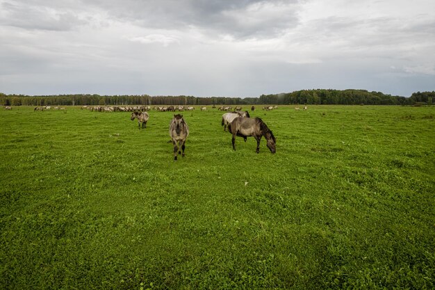 Różne brązowe i białe mustangi pasą trawę na polach rolniczych grupa zwierząt na pastwiskach krajowych