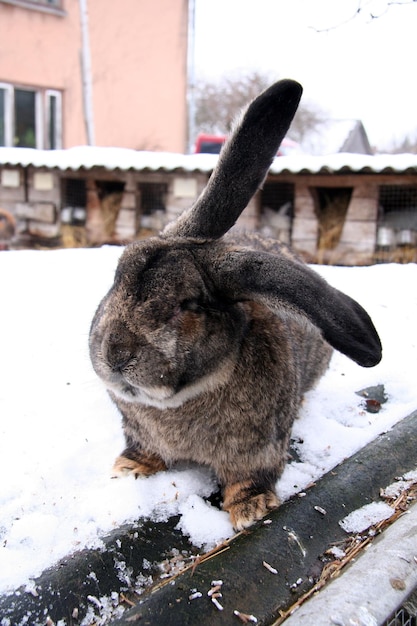 Różne króliki domowe na farmie, zimą, na śniegu