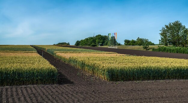 Zdjęcie różne odmiany zbóż i grunty orne wokół sektorów