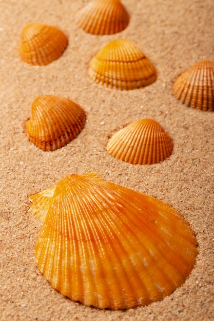 Różne przedmioty i muszle z plaży na piasku