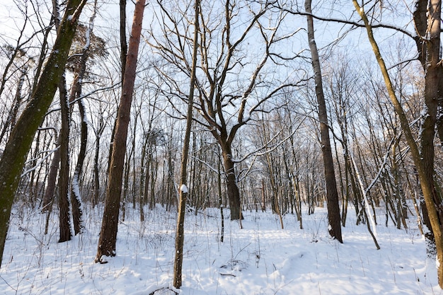 Różne rasy drzew liściastych bez liści w sezonie zimowym, drzewa pokryte śniegiem po opadach śniegu i śnieżyce w sezonie zimowym