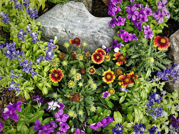 Zdjęcie różne rodzaje kolorowych kwiatów