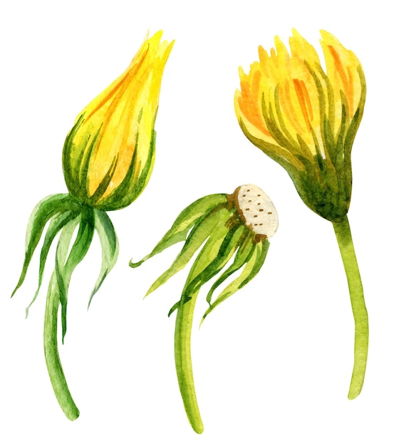 Różne rodzaje kwiatów akwarelowych mniszek lekarski Ręcznie rysować ilustracja akwarela szkic