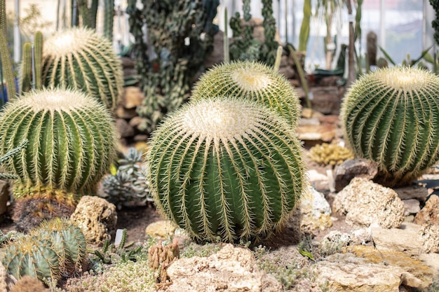 Różne rodzaje pięknych kaktusów w tropikalnym ogrodzie botanicznym