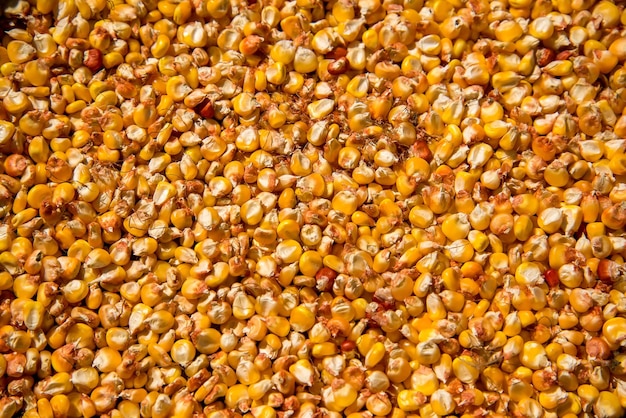 Różne rodzaje tekstury suszonej kukurydzy