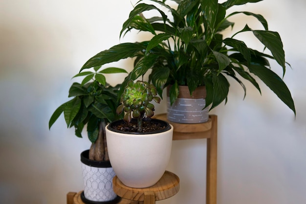 Różne rośliny na drewnianej 3-warstwowej stojącej donicy na tle białej ściany