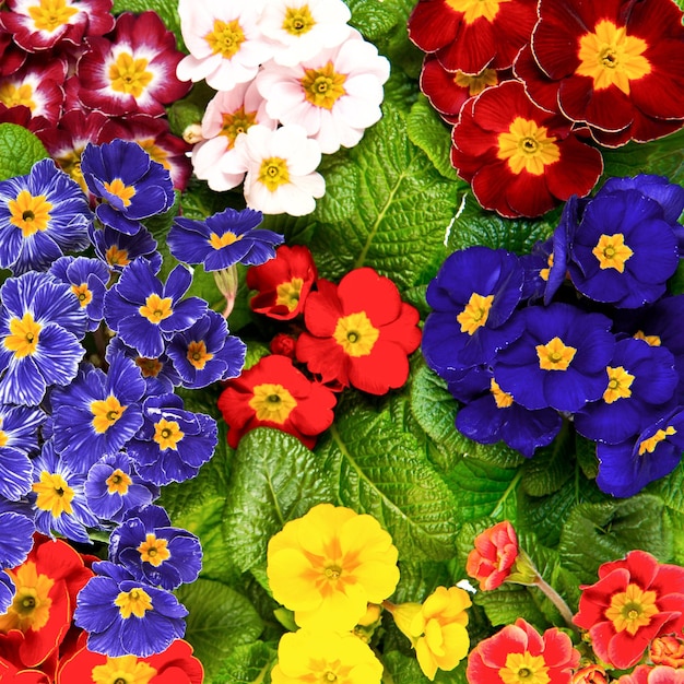 Różne wiosenne kwiaty pierwiosnka Kolorowe pierwiosnki