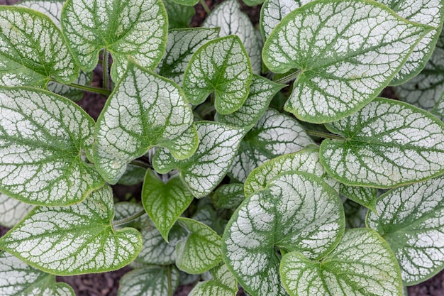 Różnobarwne liście Brunnera macrophylla w wiosennym ogrodzie Projektowanie krajobrazu ogrodniczego