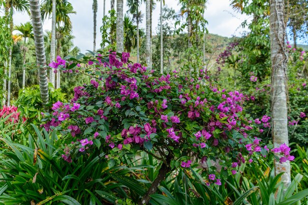 Różnorodna Roślinność, Kwiaty I Drzewa W Tropikalnym Lesie W Parku Yanoda, Miasto Sanya. Wyspa Hainan, Chiny.