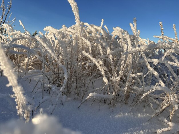 Zdjęcie różnorodna trawa pod warstwą śniegu i lodu w słoneczny zimowy dzień na polu