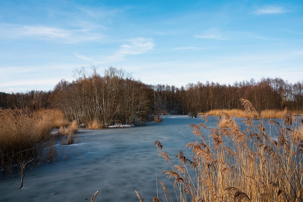 Różnorodność biologiczna rezerwat przyrody podmokłych Haff Reimech Luksemburg staw otoczony trzcinami śnieg zima