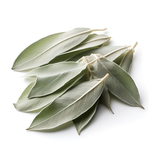 Zdjęcie różnorodność natury białe liście szałwii rodzaj zioła salvia apiana forma zioła dr popularna w życiu