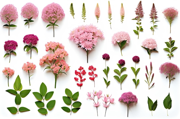 Różnorodność poszczególnych kwiatów ogrodowych przedstawiona z góry z liśćmi i pastelowymi kolorami na białym B