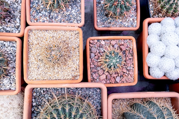 Różnorodność Roślin Kaktusowych Na Wystawie Na Farmie Kaktusów. Ekologiczne Tło W Neutralnych Kolorach Z Sukulentami Roślin Doniczkowych.