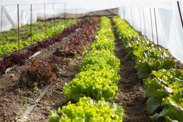 Różnorodność warzyw w ekologicznym ogrodzie na północy Hiszpanii
