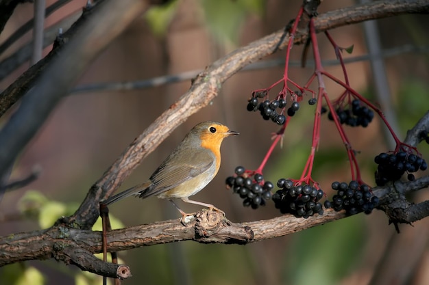 Różnorodny Robin